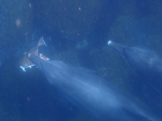 御蔵島　イルカ